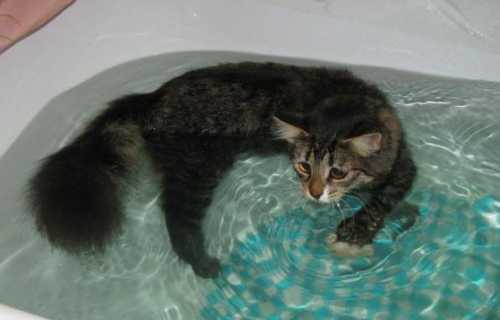 Как купать котенка, как правильно мыть котенка в первый раз