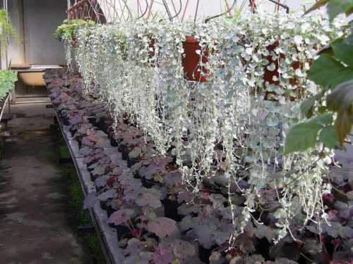 Растения ампельного типа